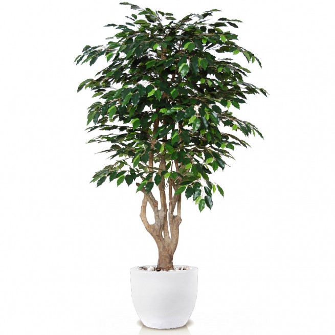 Planta semi-artificiala Ila, Ficus Exotica Malabar Green - 180 cm